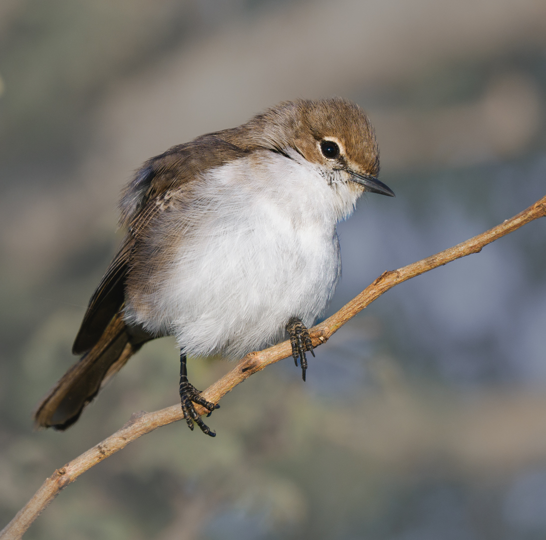 Marico Flycatcher by Richard Distlerath