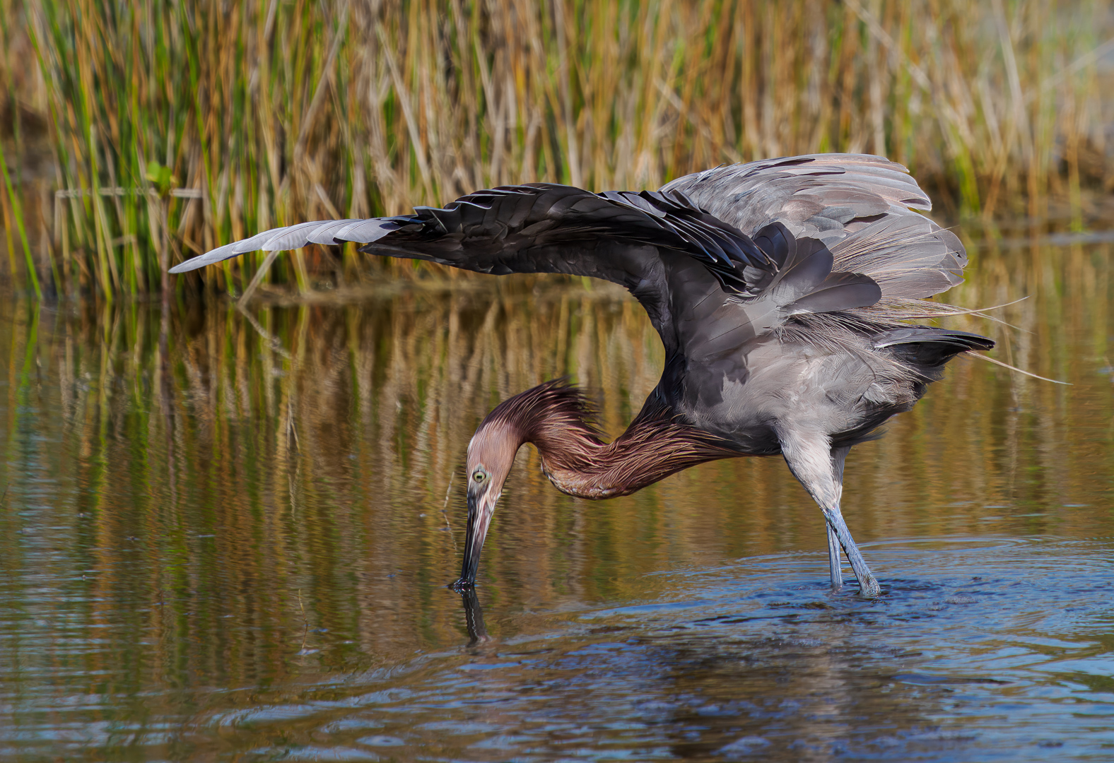 Reddish Egret Canopy Hunting by Richard Distlerath