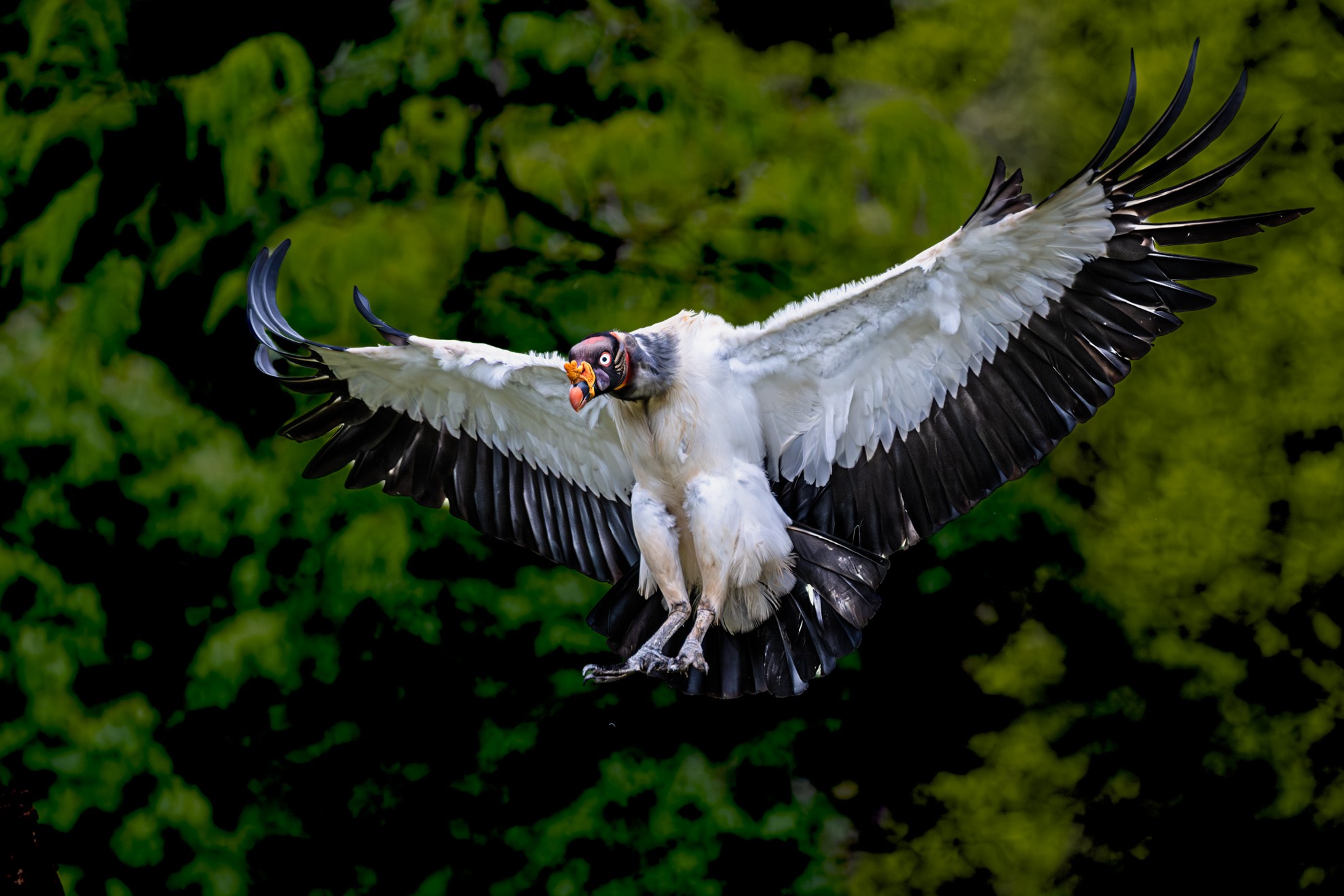 king vulture by Richard Fisher