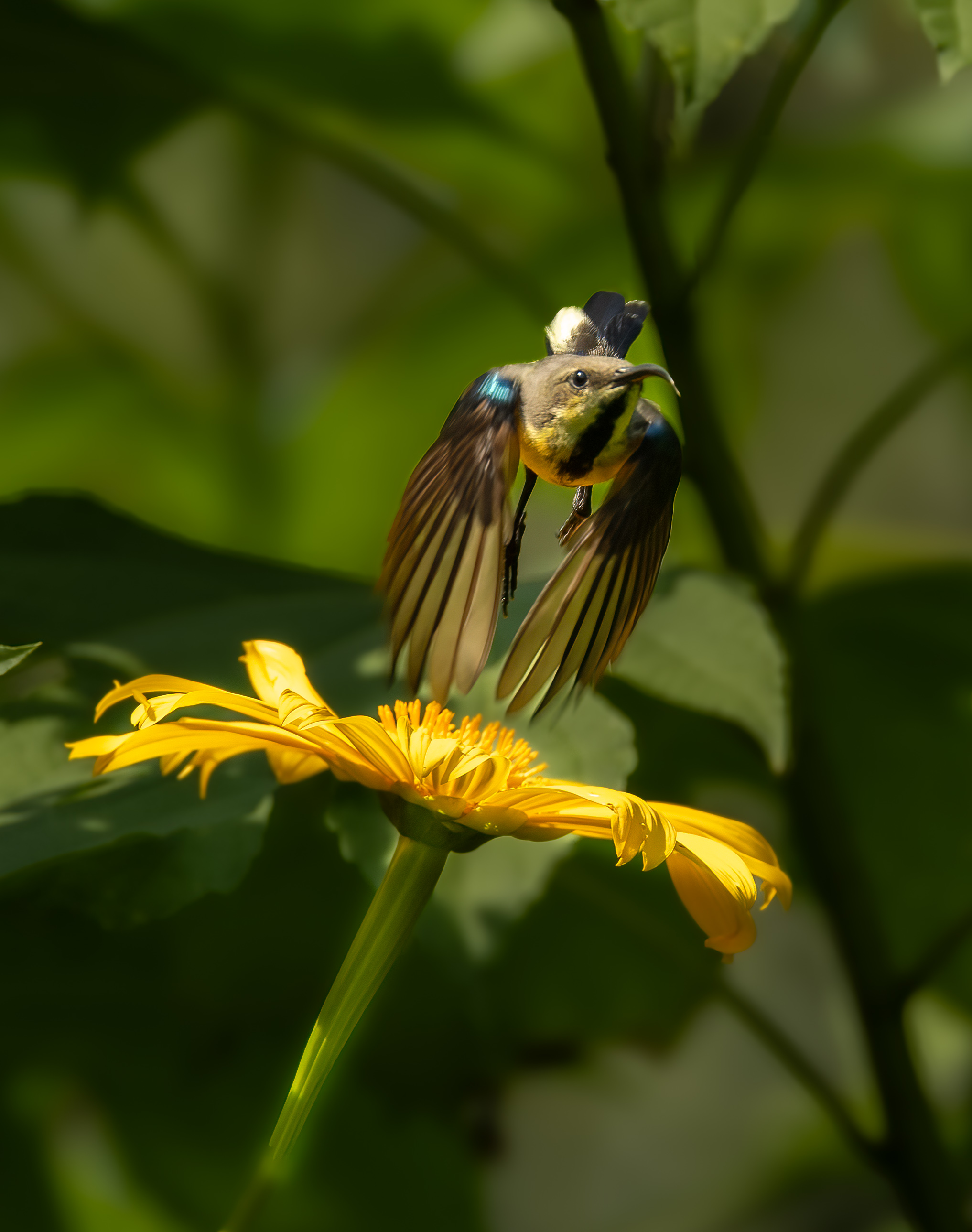 Sunbird  Take-off by Raj Panandiker