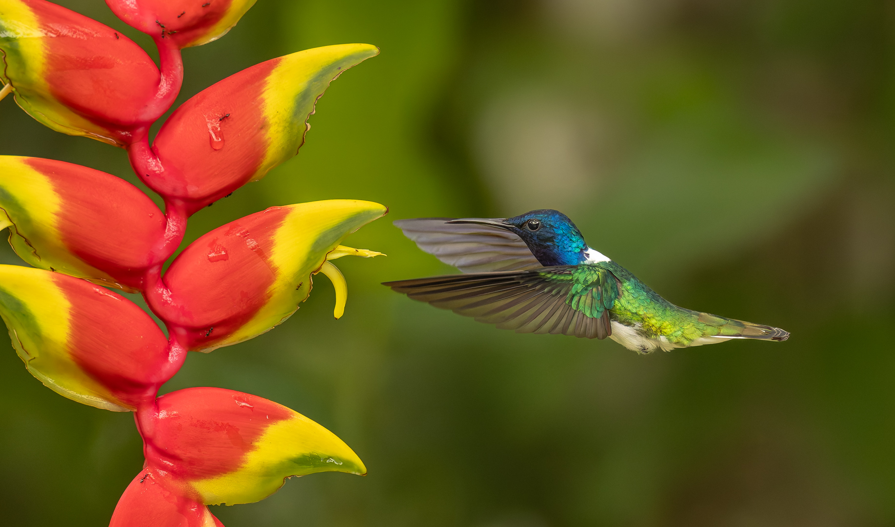 Heleconia with White necked Jacobin by Raj Panandiker