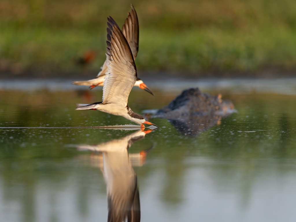 Two Skimmers skimming…and a caiman watching by Raj Panandiker