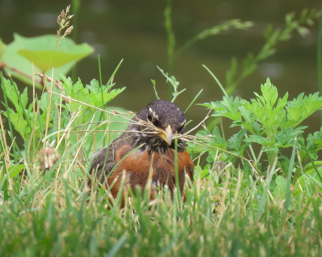 Nesting robin by Sylvie Tas