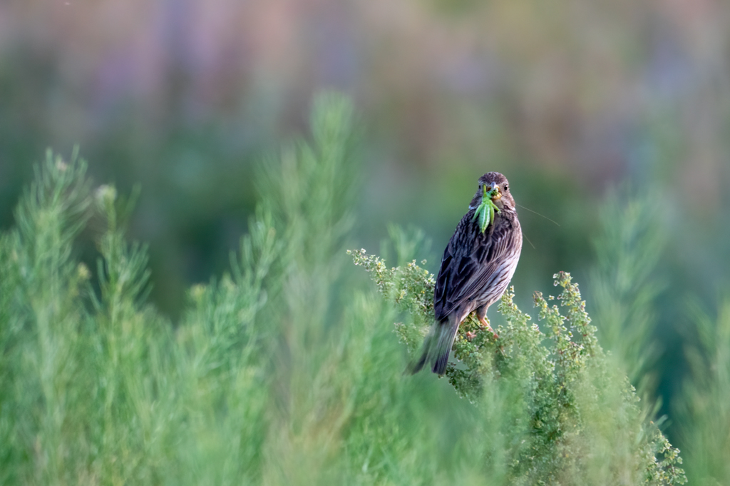 Corn bunting, Chon-Kemin, Kyrgyzstan