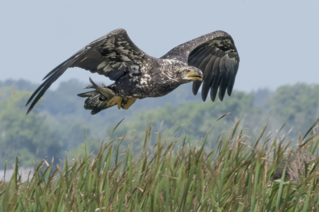 Eagle by Tom Kredo