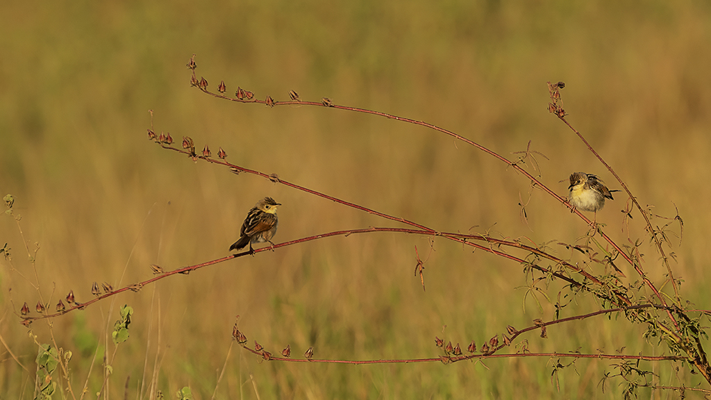 Two Small Birds by Lillian Roberts