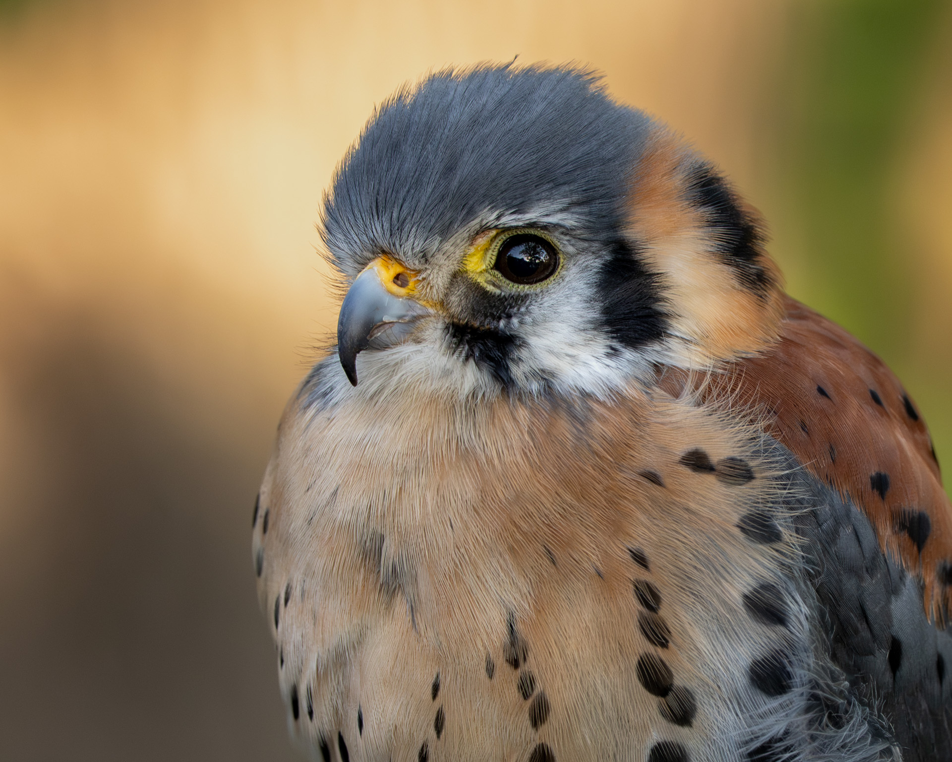 American Kestrel by Allen Kurth