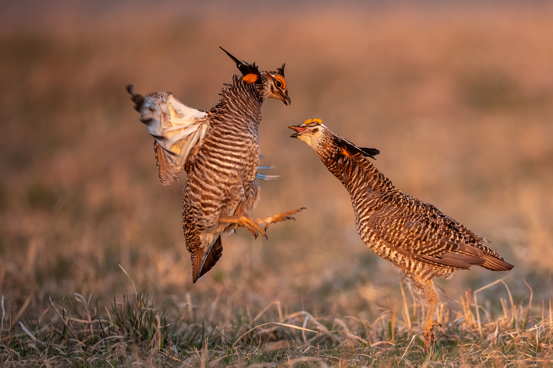 Back Off  Prairie Chicken by Allen Kurth