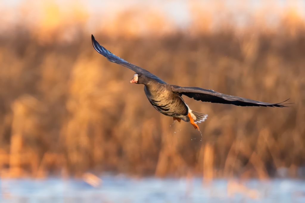 Greater White-Fronted Goose by Allen Kurth