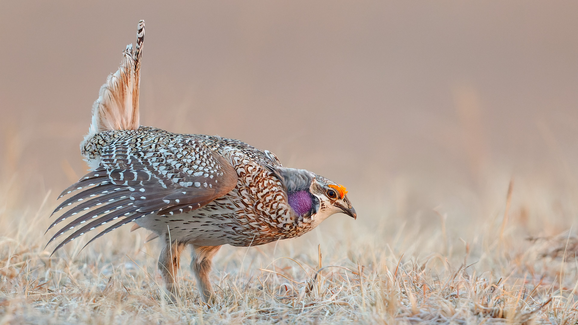Sharp-tailed Grouse by Allen Kurth