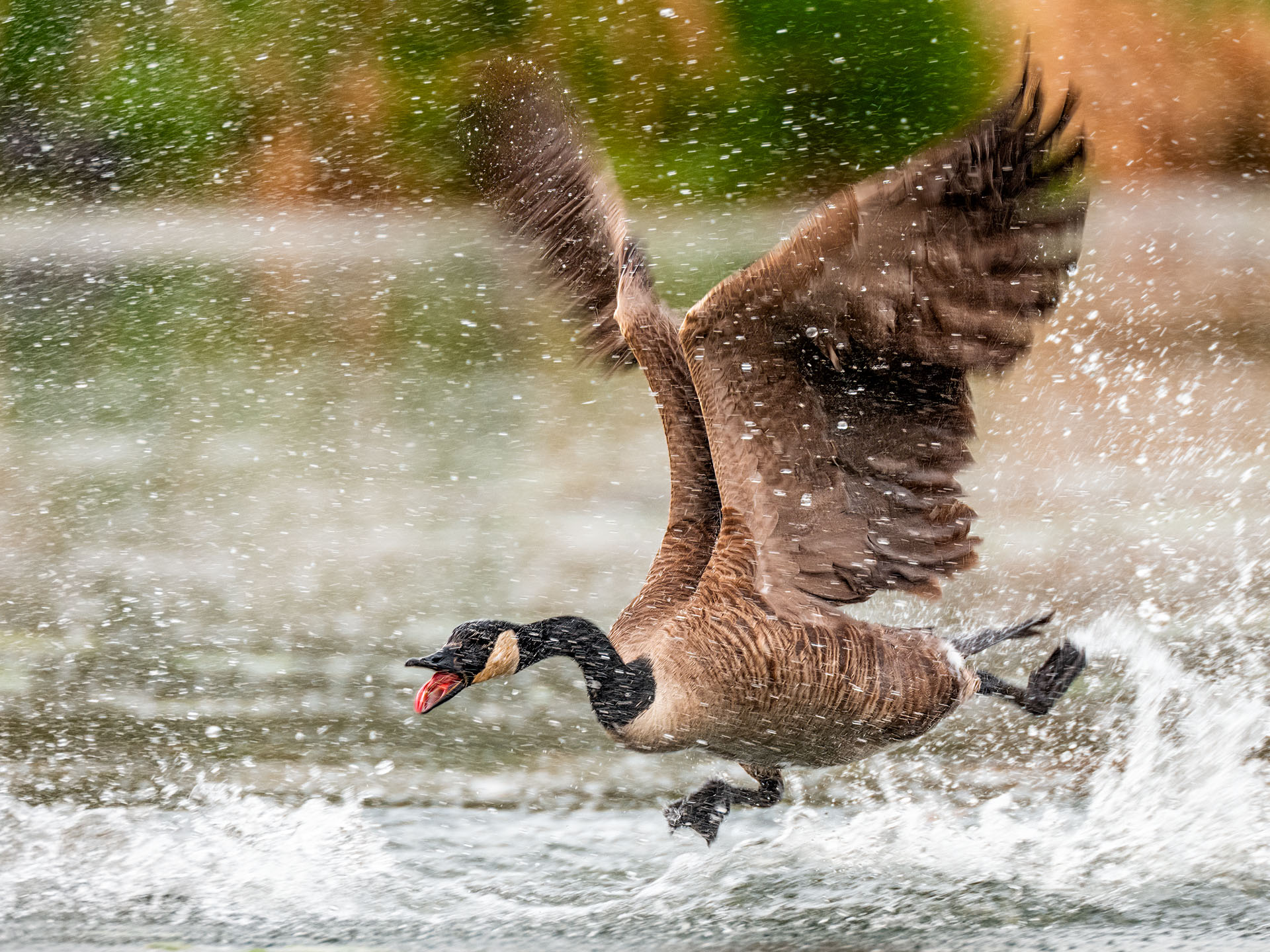 Wild Goose Chase   by Allen Kurth