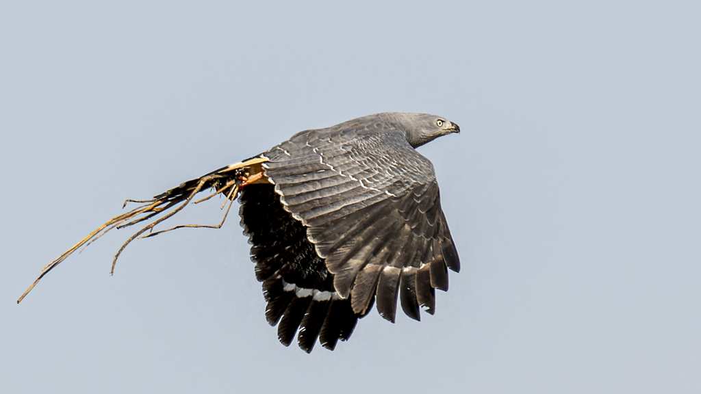 Crane Hawk with nesting materials by Howard Frank