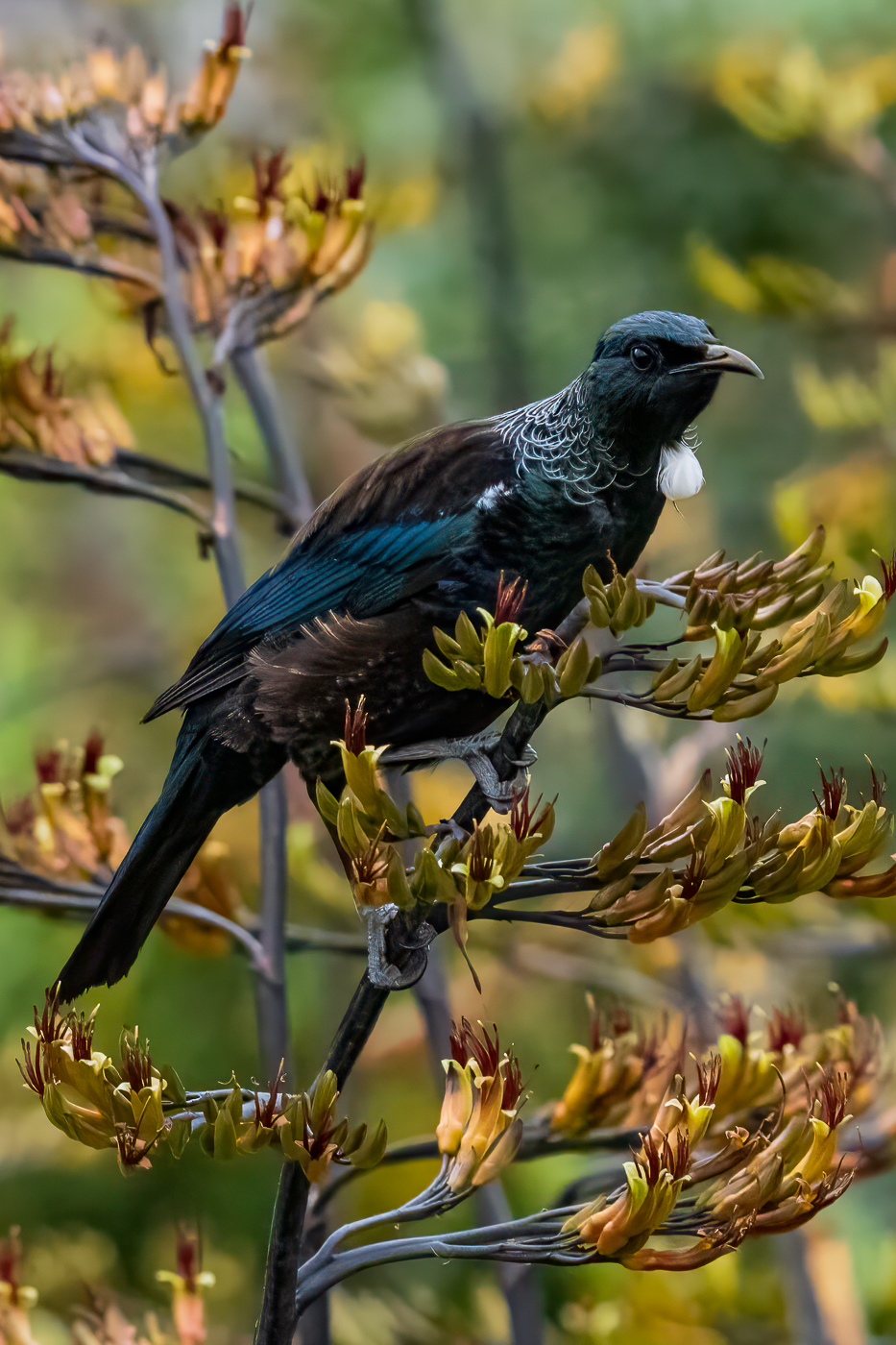 “Tui on NZ Flax plant” by Graham Harris