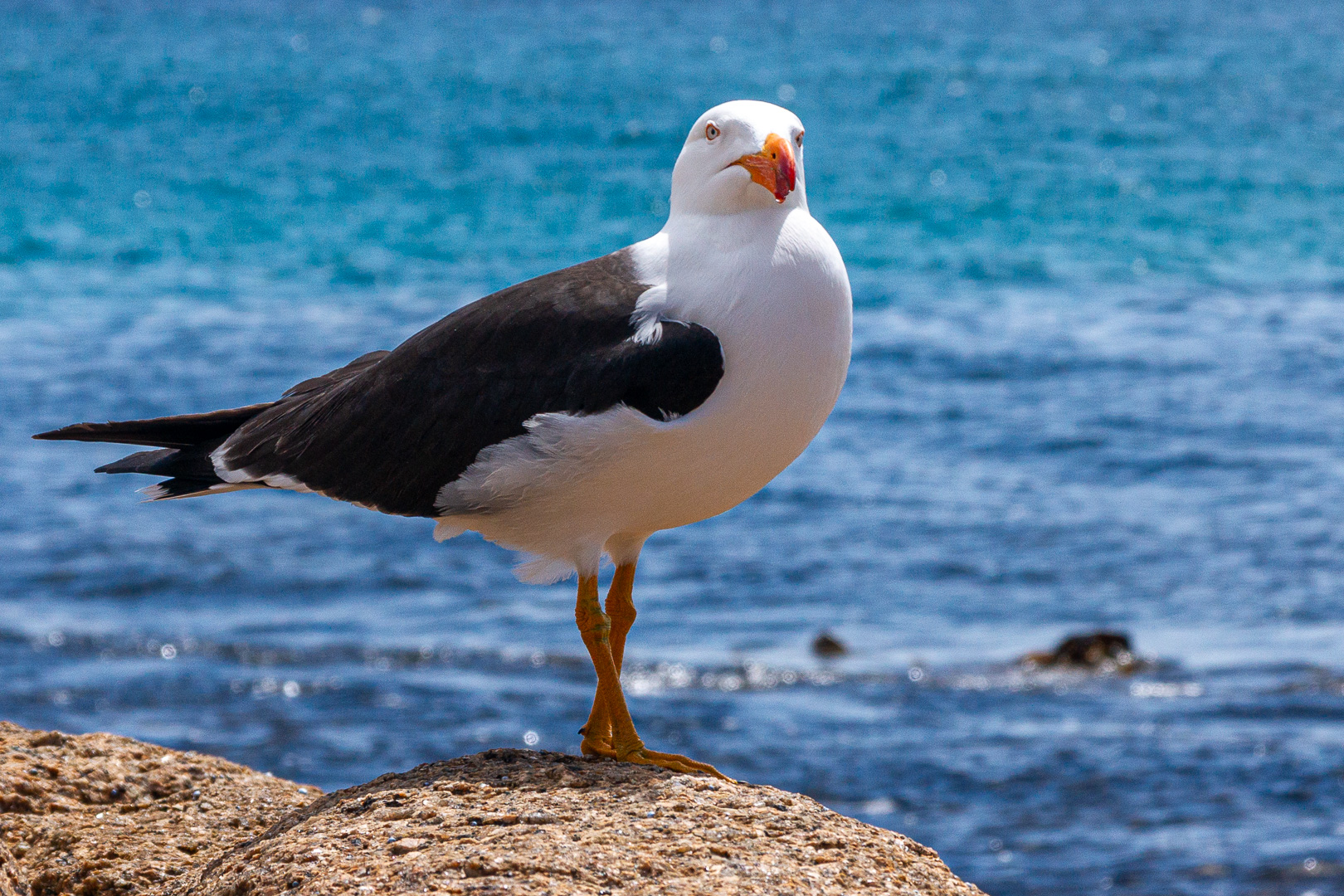 Pacific Gull Portrait by Graham Harris