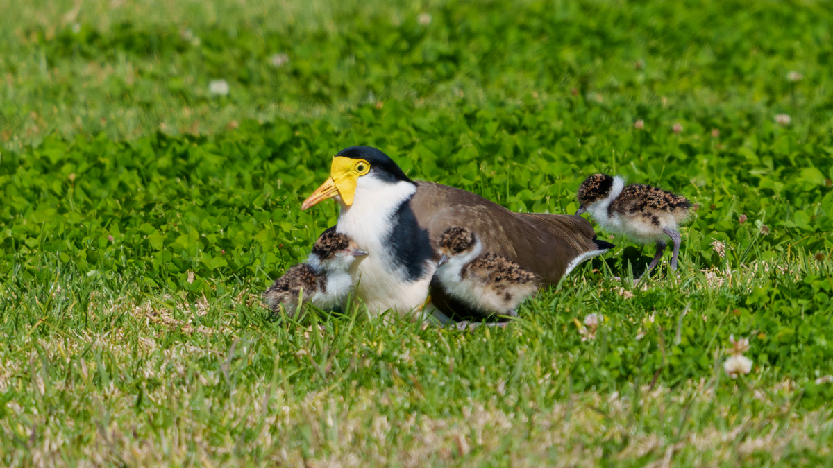 Masked Lapwing and chicks by Graham Harris