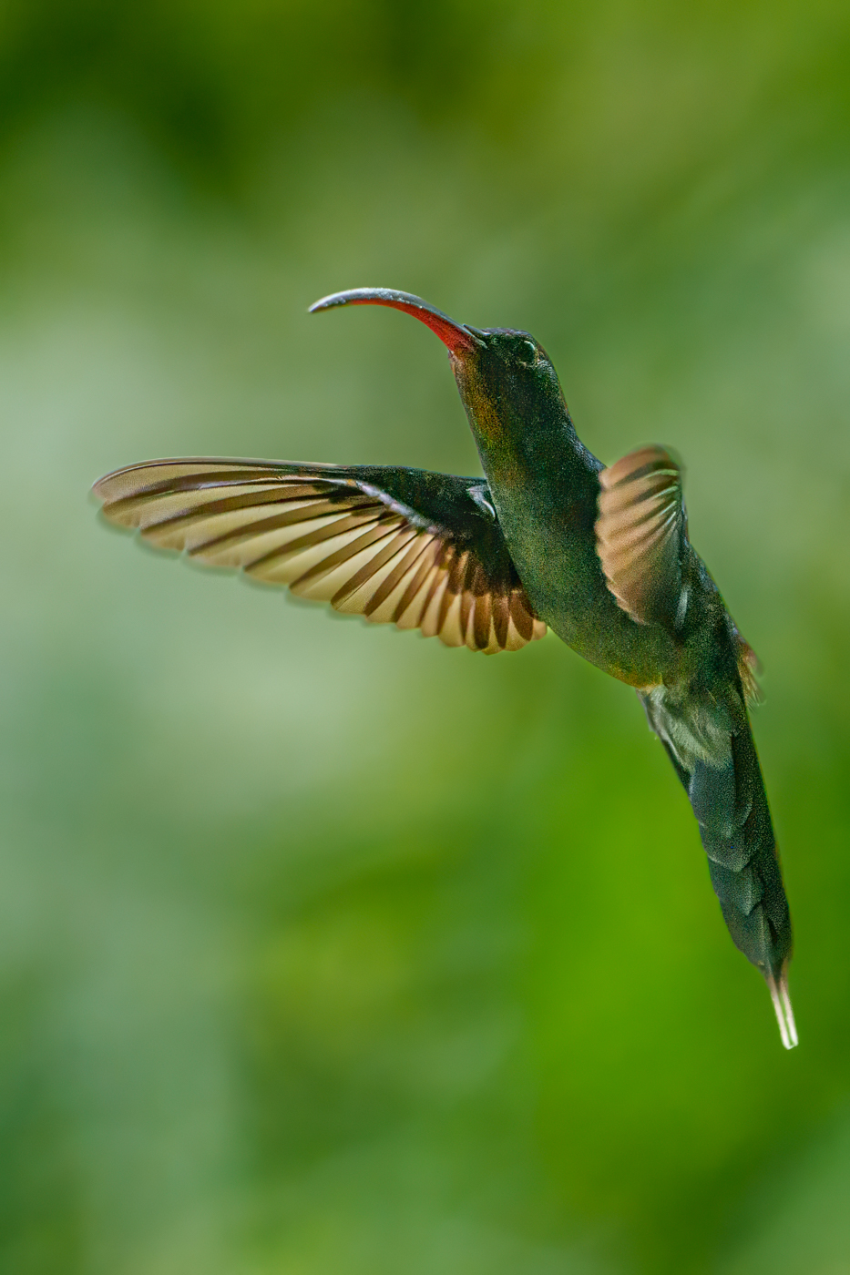 Green Hermit hummingbird