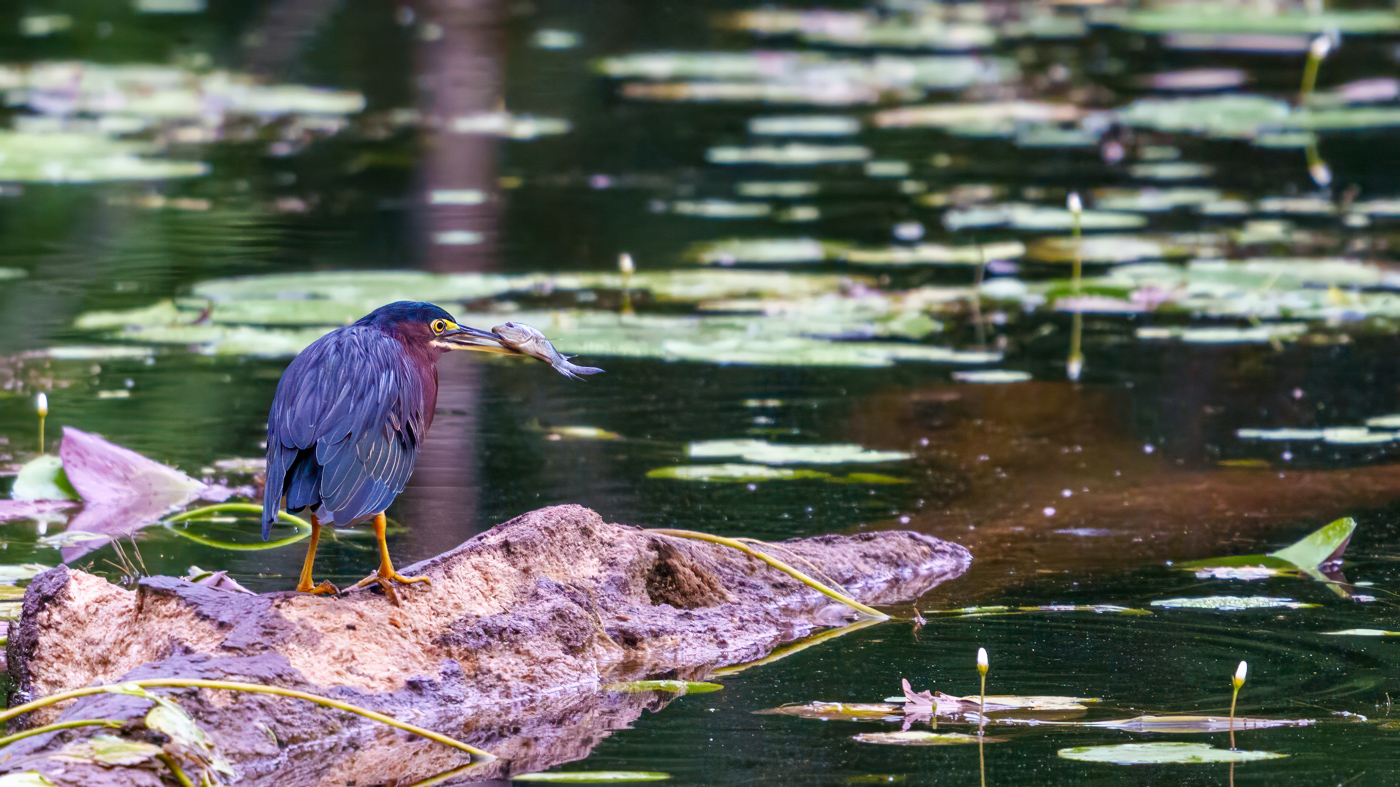 Green heron with catch