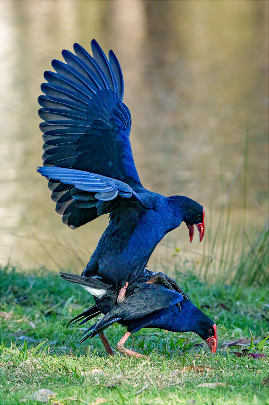 "Mating Swamphens"