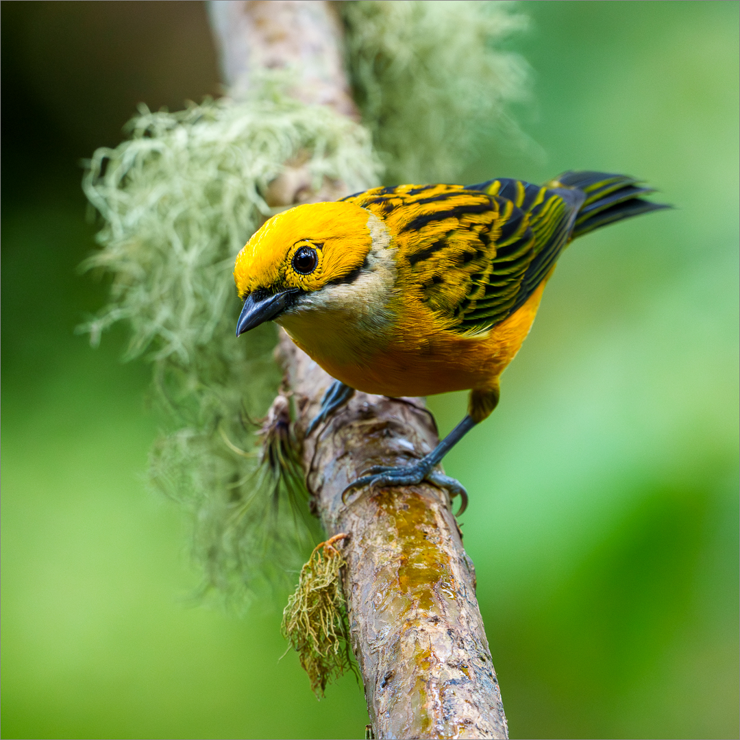 Silver-throated Taniger