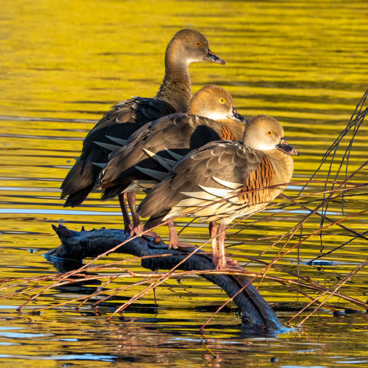 Whistling duck trio by Graham Harris