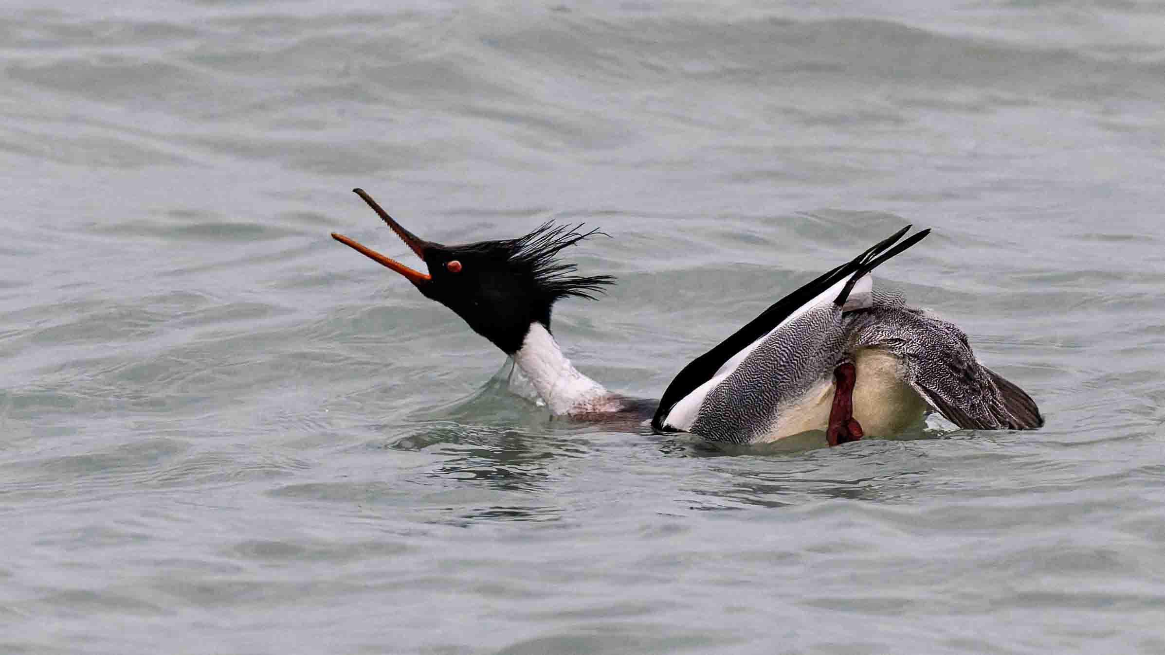 Red-breasted Merganser