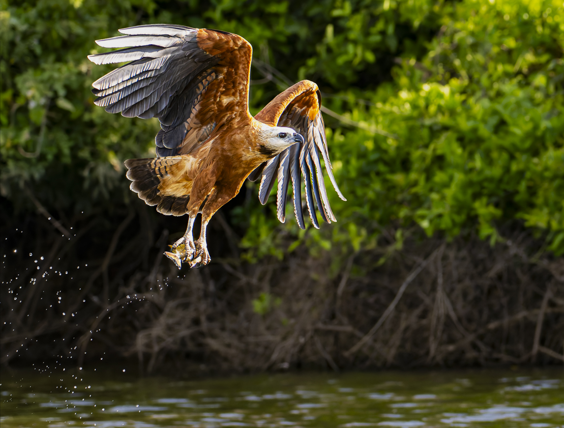 Black-collared hawk with fish by Howard Frank