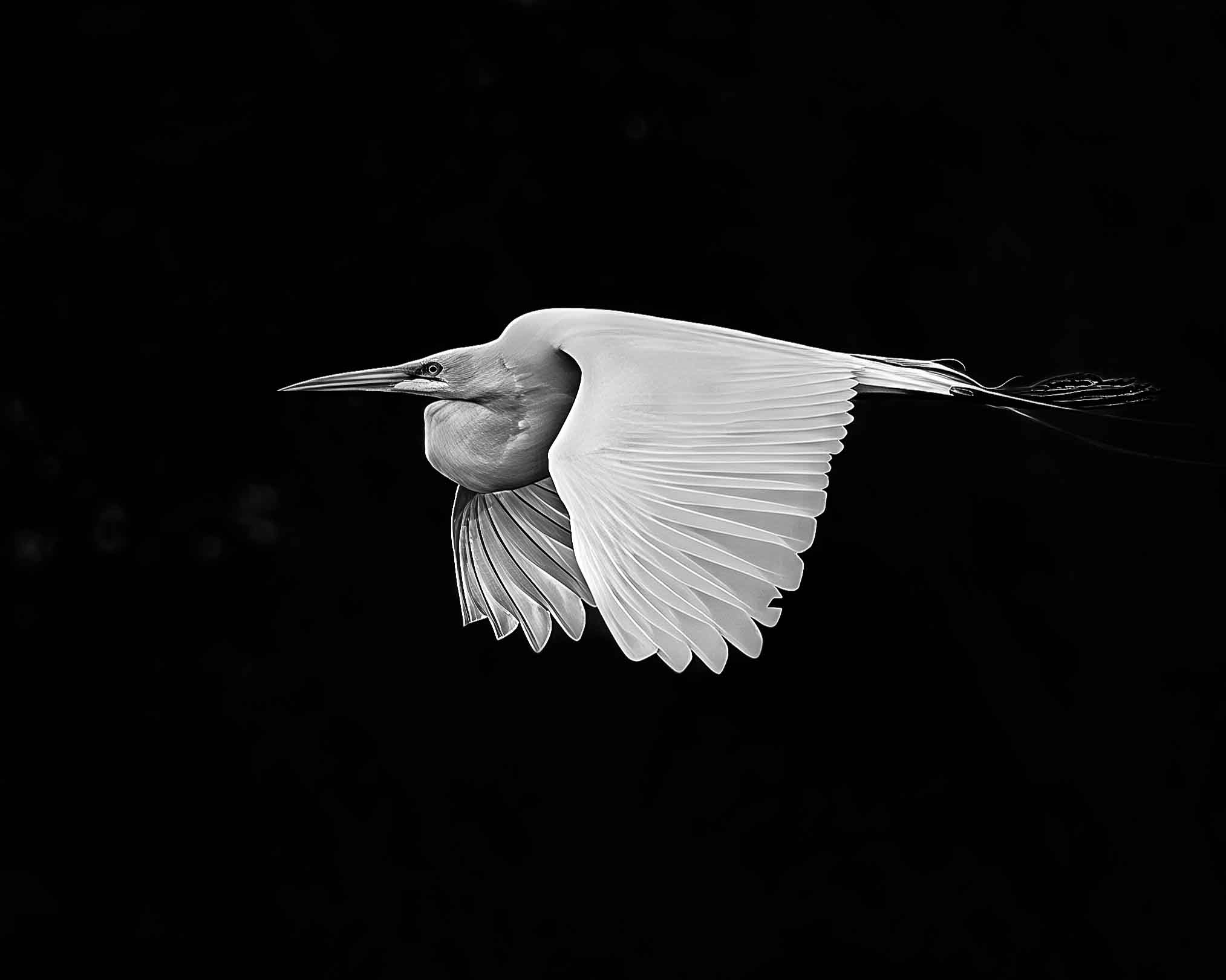 returning to the nest