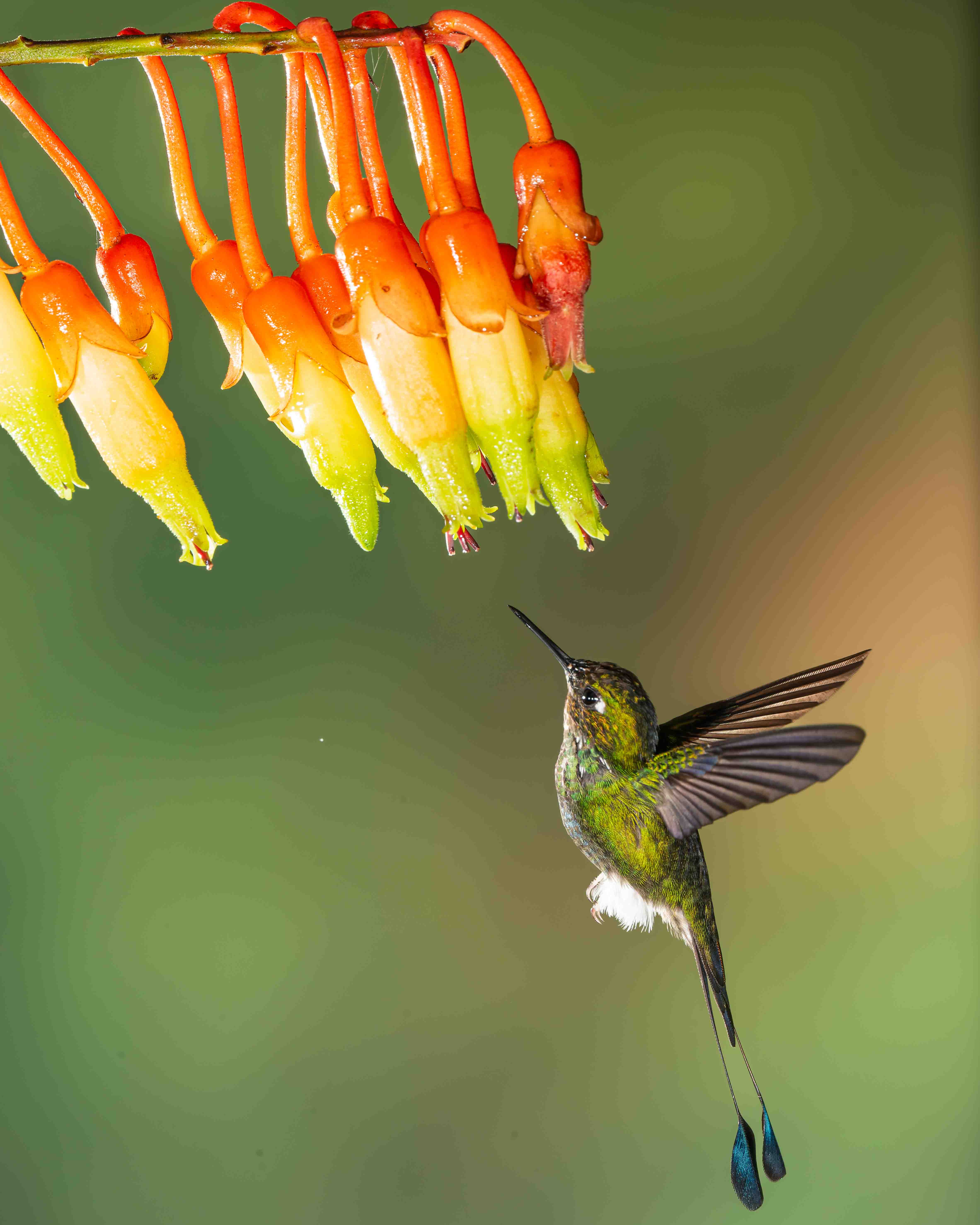 Booted Raquet-tail hummingbird by Howard Frank