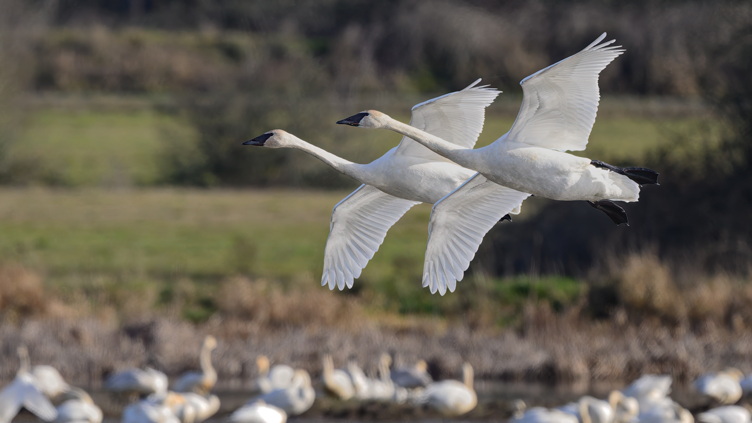 Set Approach Flaps by James Nelson