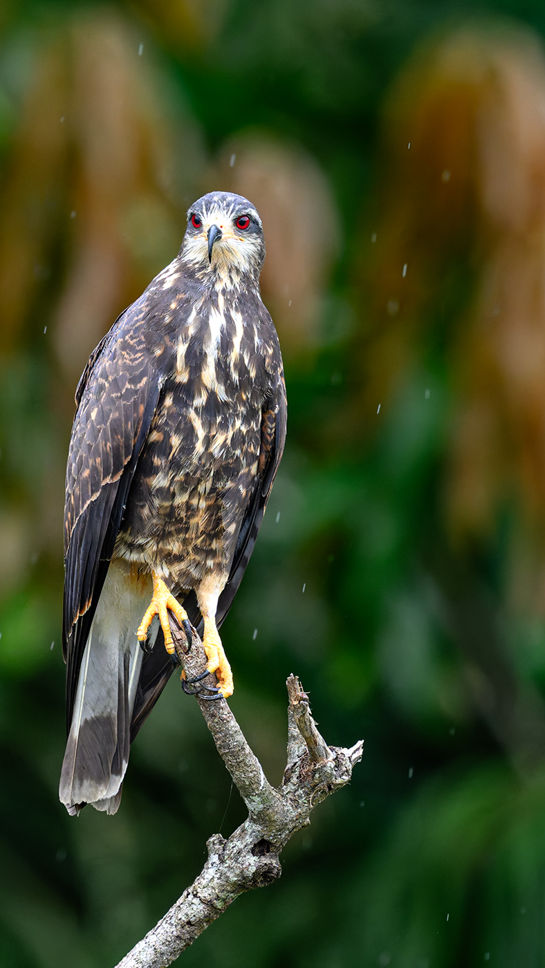 Female Snail Kite by James Nelson