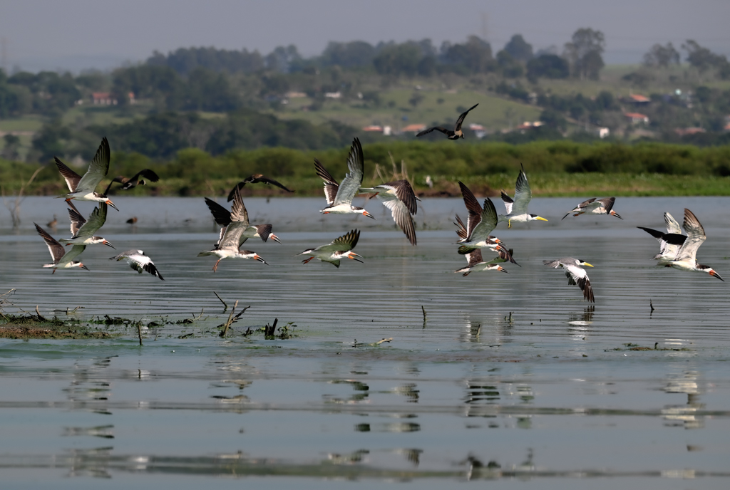 Black Skimmers Taking off by Luiz Paulo Grinberg