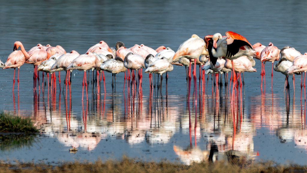 Flamingos by Luiz Paulo Grinberg