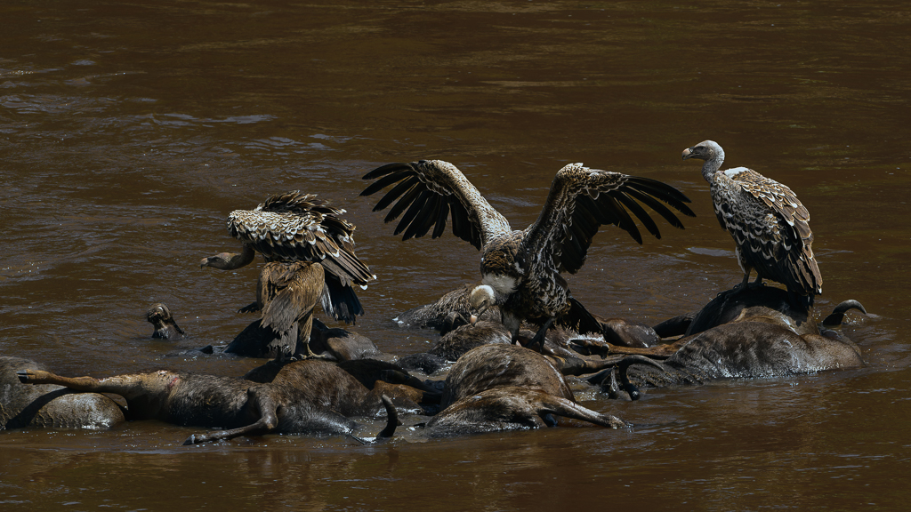 Mara River by Luiz Paulo Grinberg