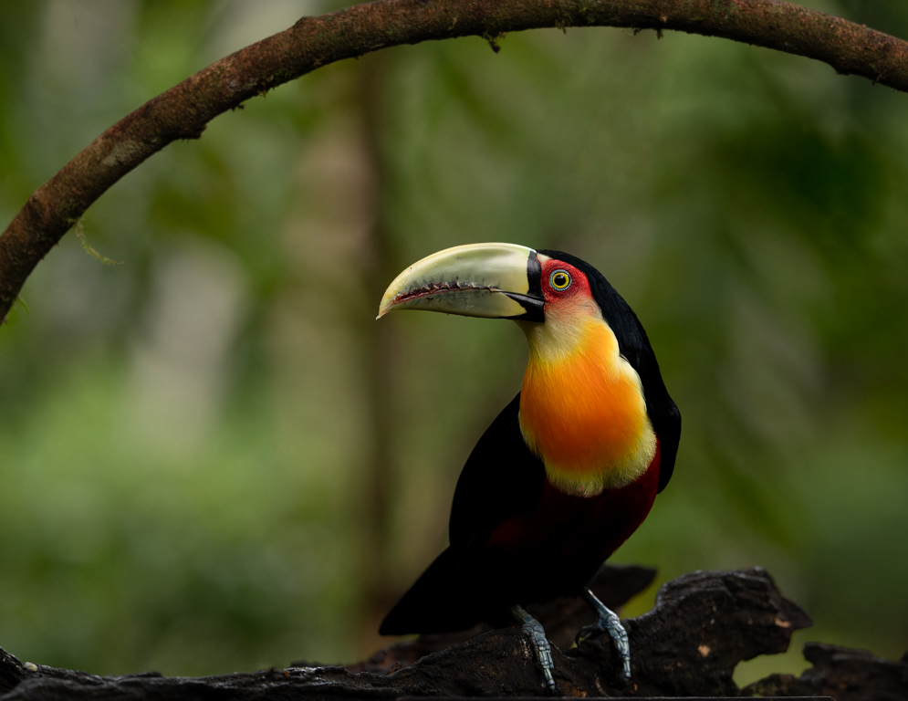 Natty Breasted Toucan Posing by Luiz Paulo Grinberg