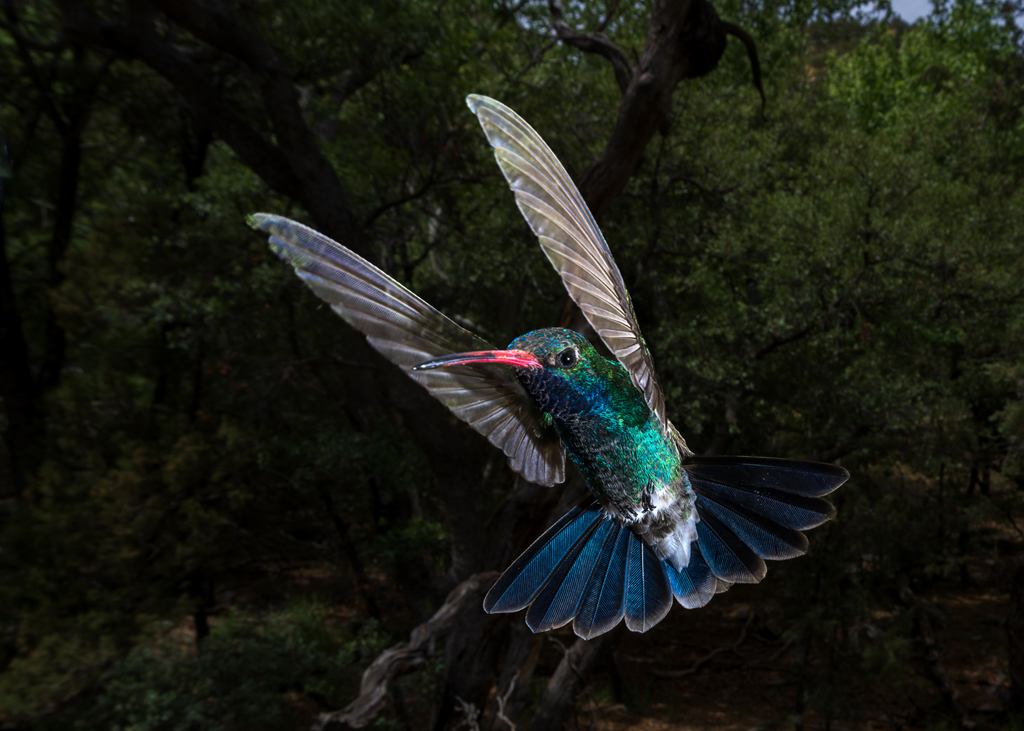 Jewel of the Forest