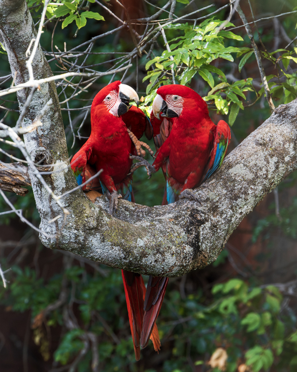 Red and Green Macaw Pair