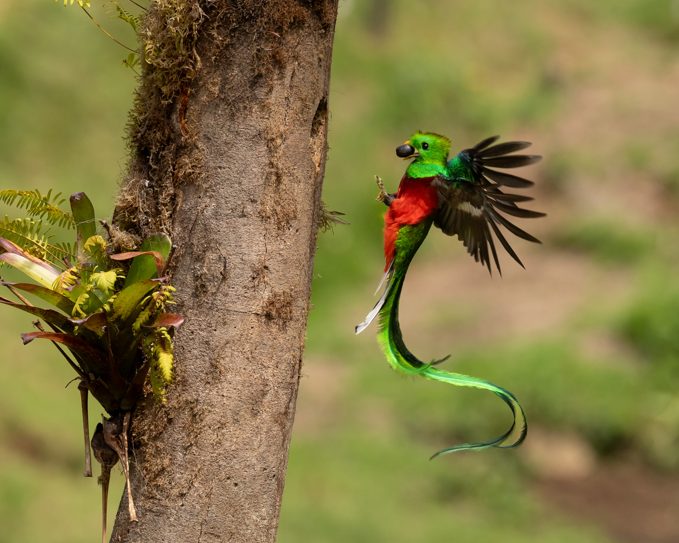 Quetzal with the wild Avocado