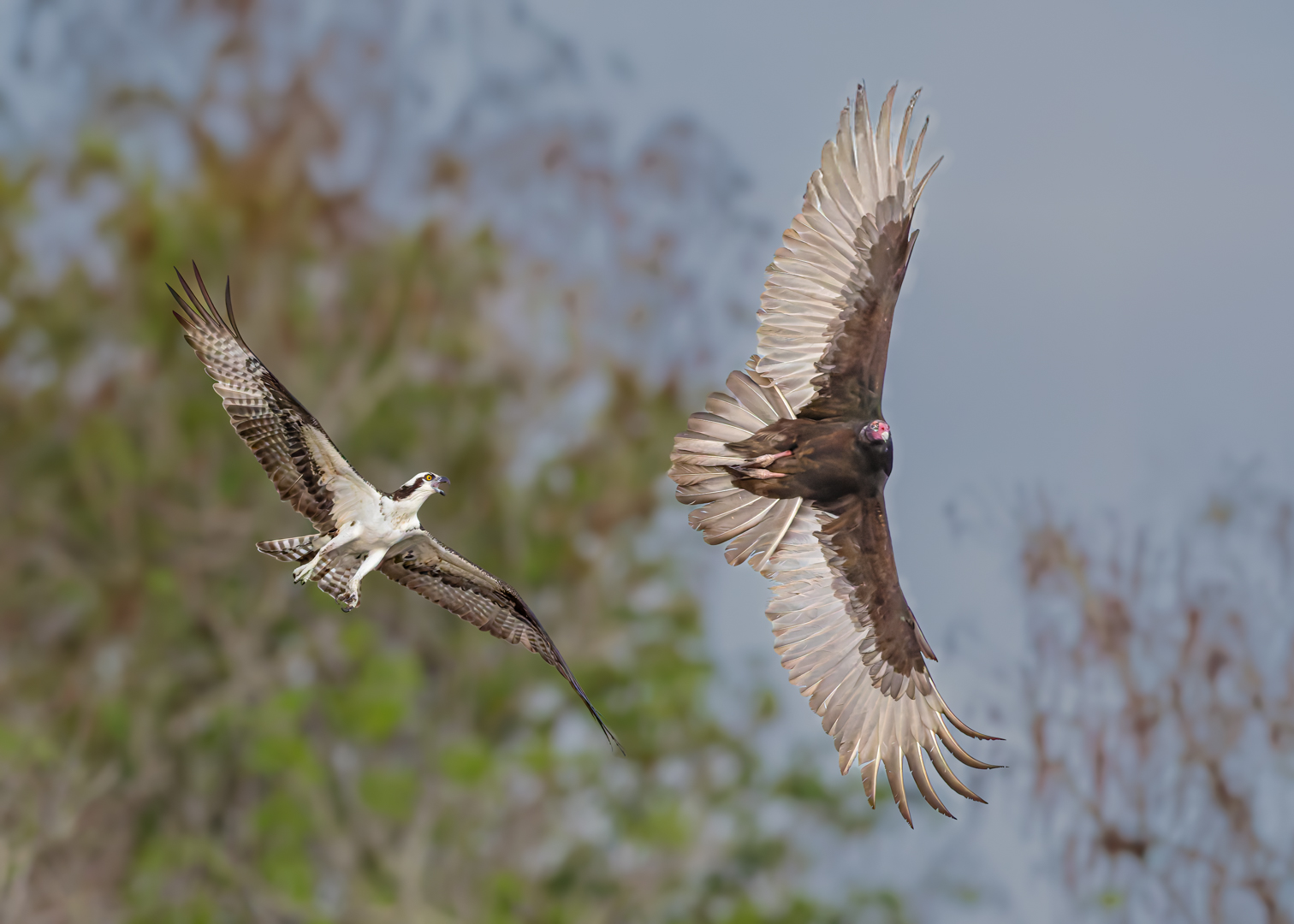 Stay Away from my Nest