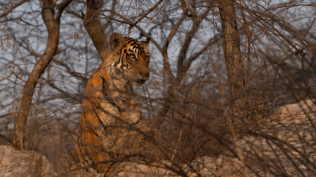 In the Bush by Luiz Paulo Grinberg