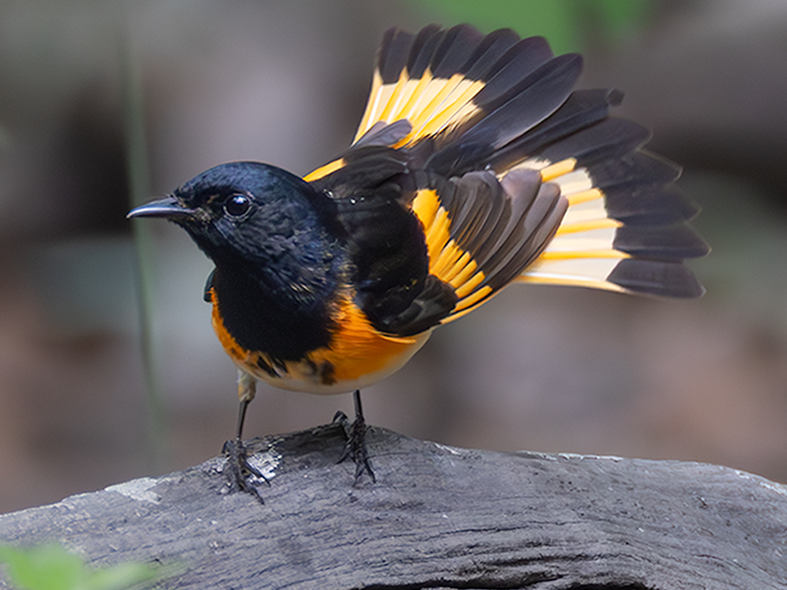 American Redstart by Syed Bughdadi