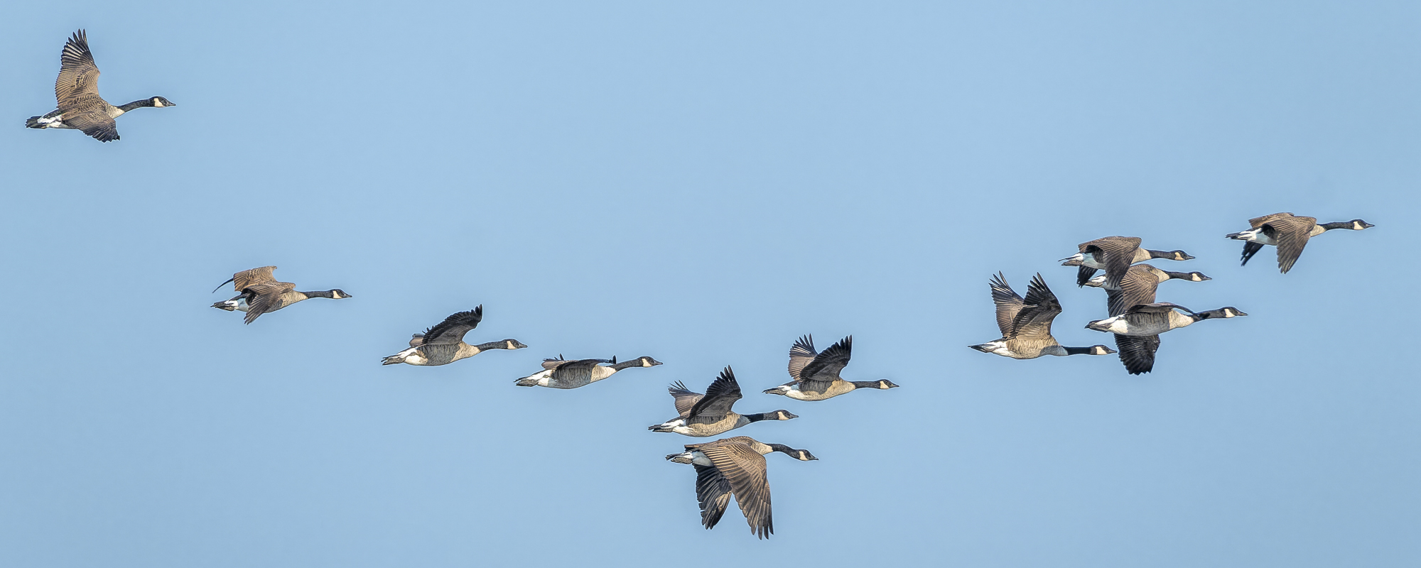 Geese at Montezuma by Tom Kredo
