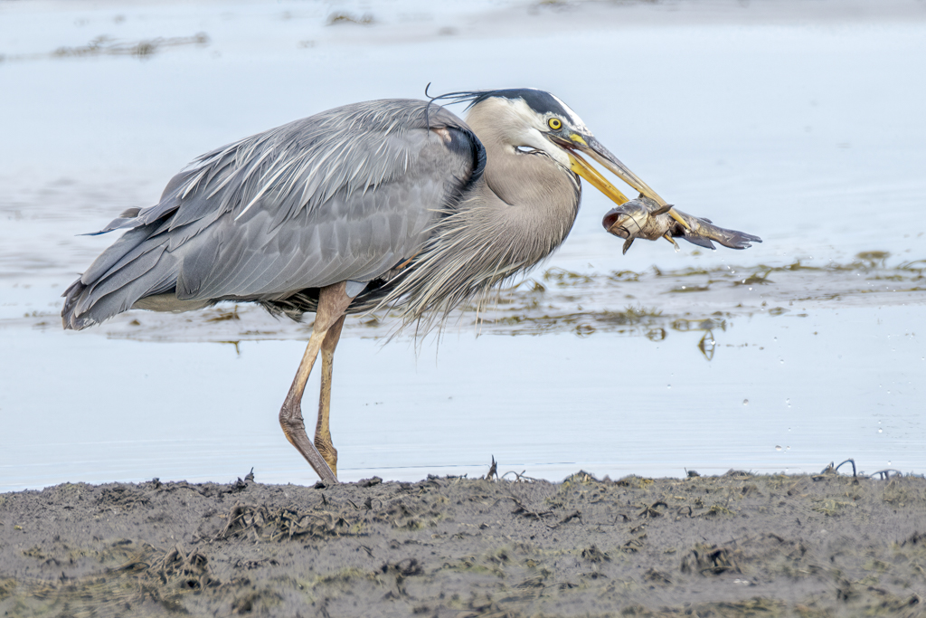 Great Blue Heron by Tom Kredo