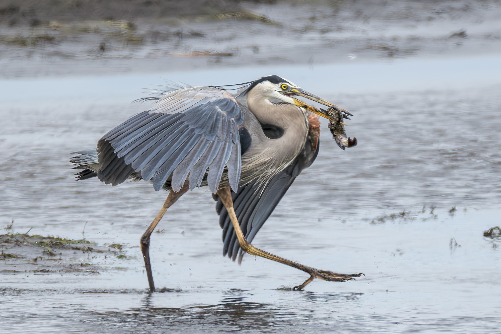 Heron by Tom Kredo