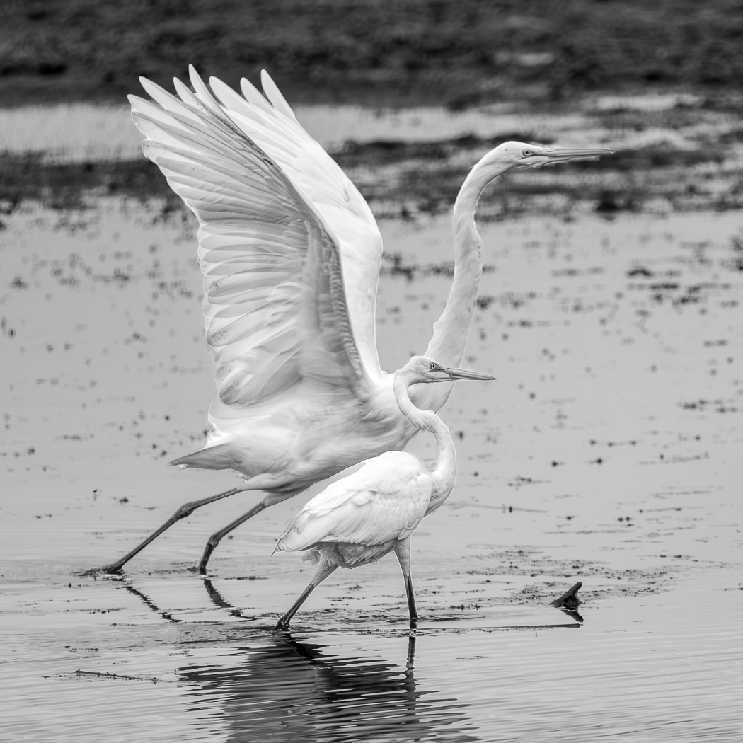 Egrets