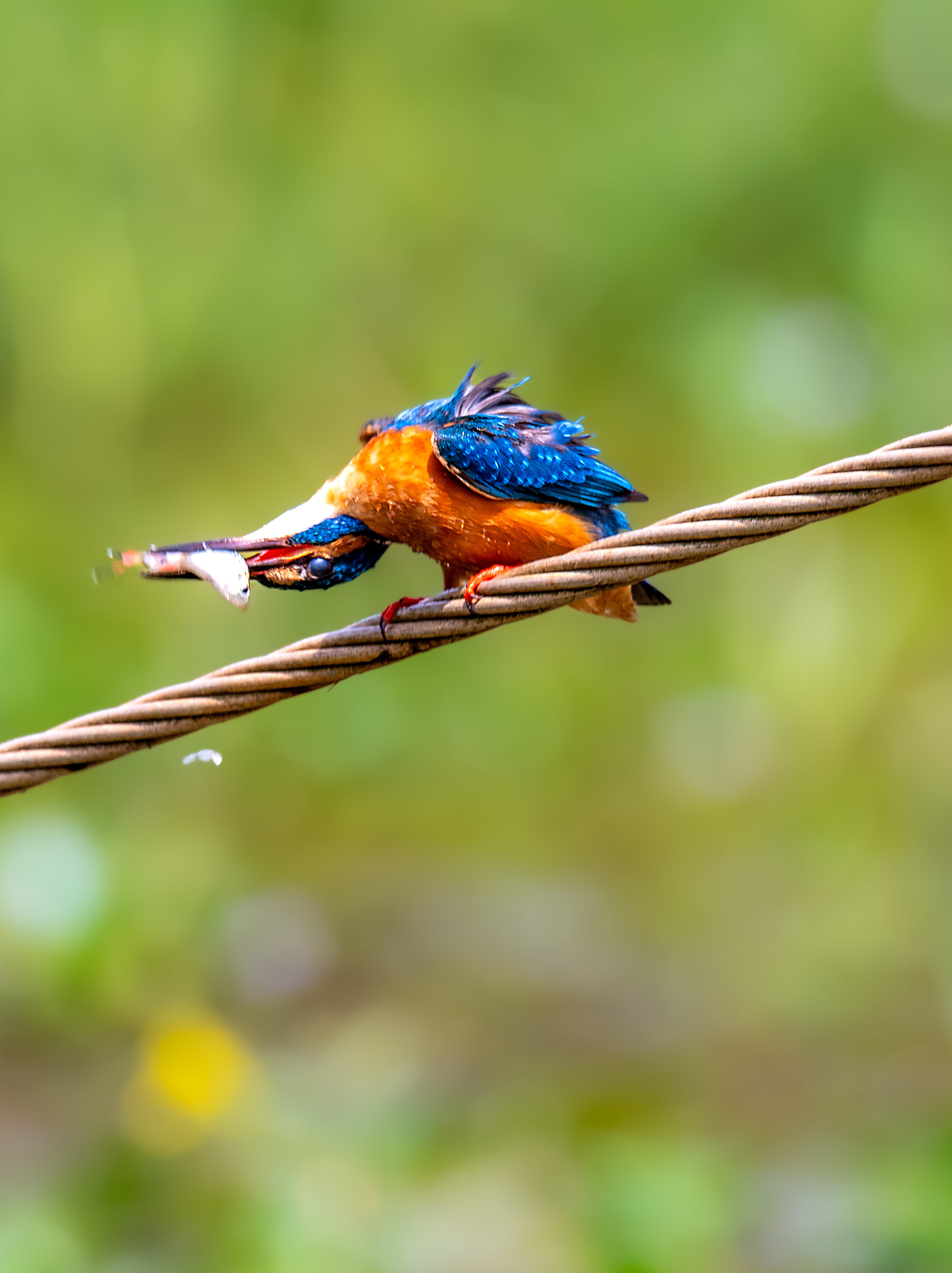kingfisher  by Sajeev Krishnan