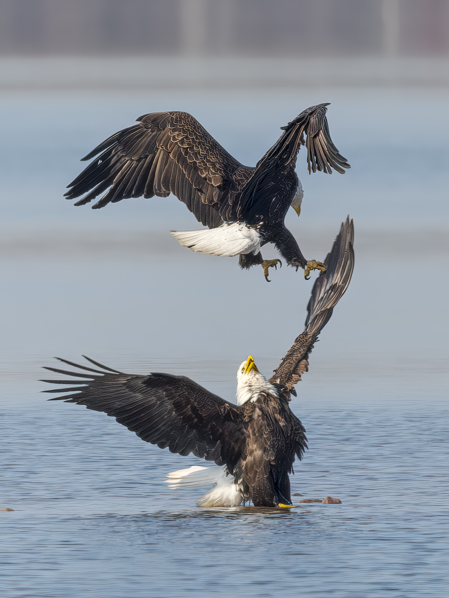 two bald eagles fighting over a fish