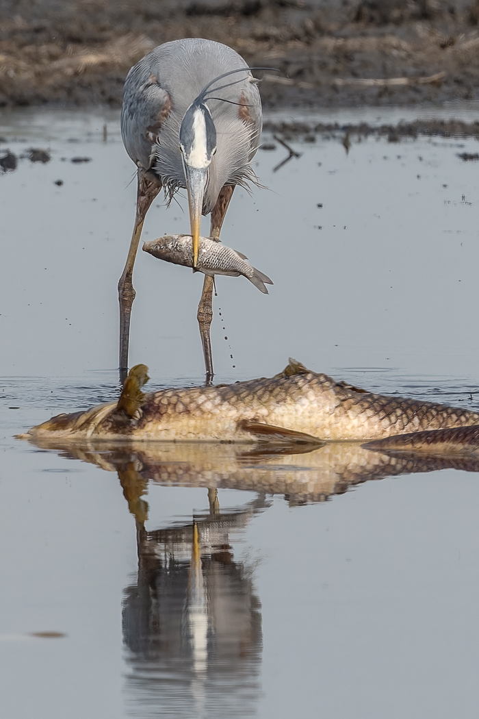 "Heron with Two Dead Fish"