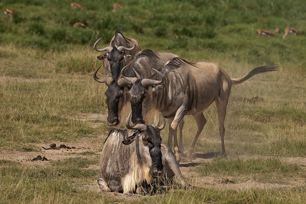 Wildebeest Cluster by Lillian Roberts