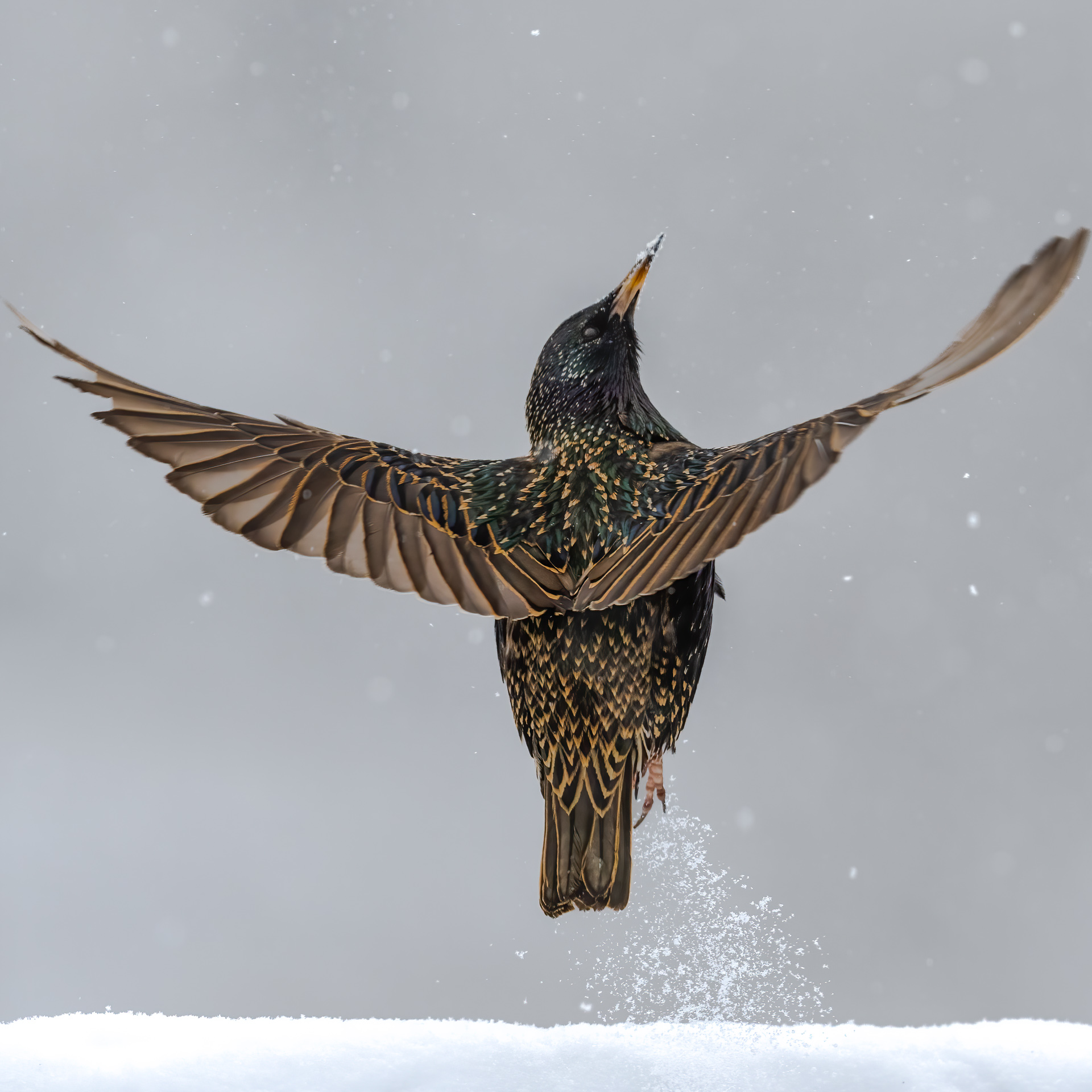 European Starling by Allen Kurth