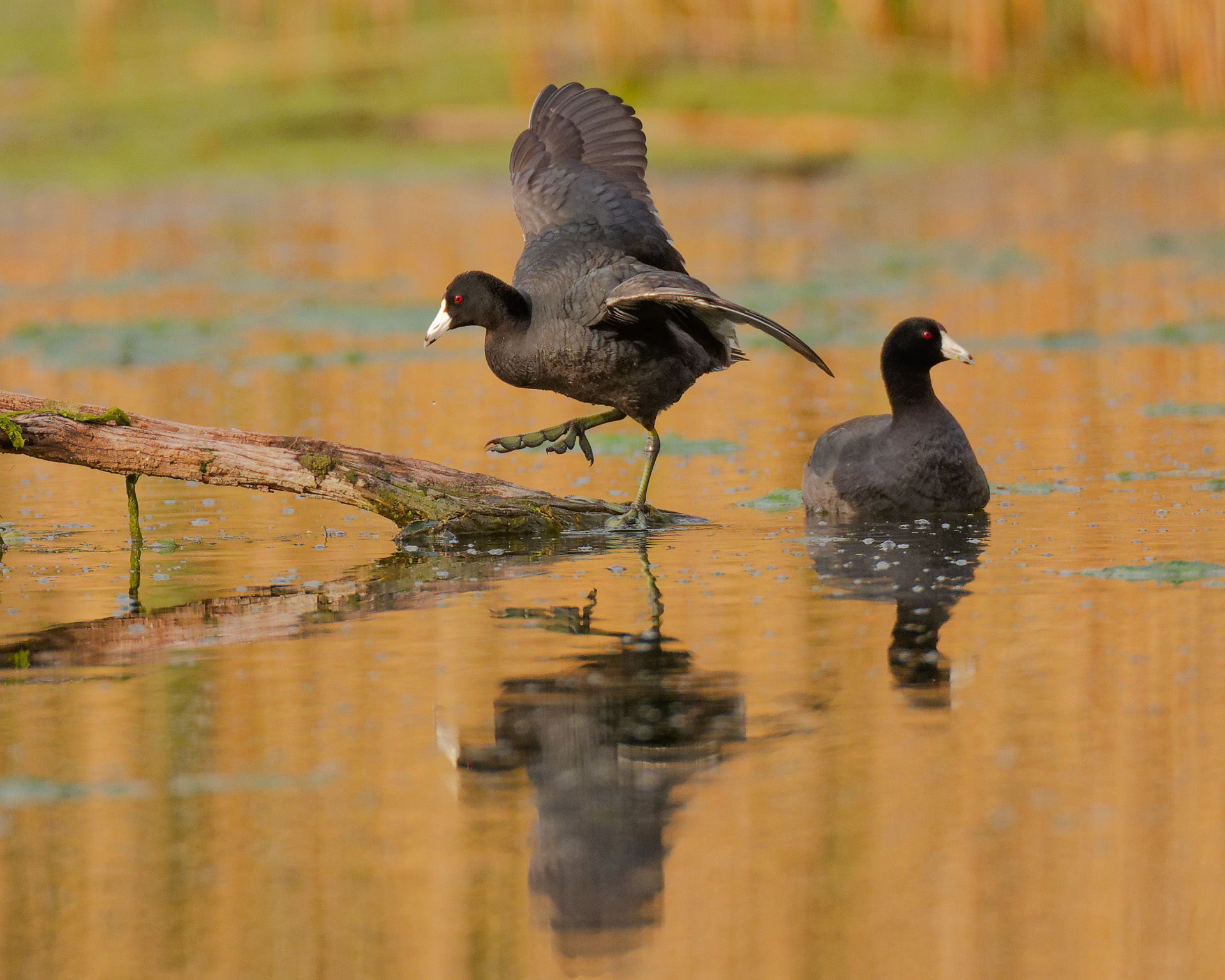 Golden Hour in the Wetlands by Allen Kurth